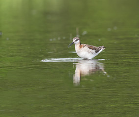 Wilson's Phalarope