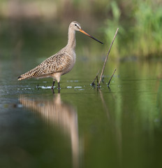 Marbled Godwit