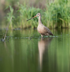 Marbled Godwit