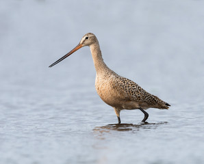 Marbled Godwit