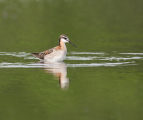 Wilson's Phalarope