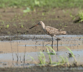 Marbled Godwit