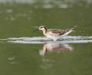 Wilson's Phalarope
