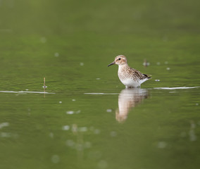 Least Sandpiper