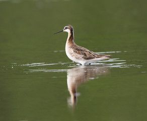 Wilson's Phalarope