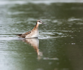 Wilson's Phalarope