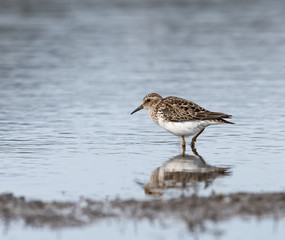 Least Sandpiper