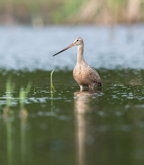 Marbled Godwit