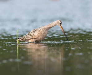Marbled Godwit