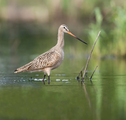 Marbled Godwit