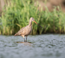 Marbled Godwit
