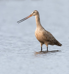 Marbled Godwit