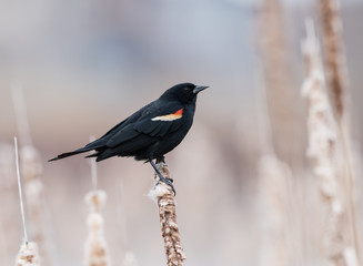 Male Red-winged Blackbird