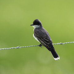 Eastern Kingbird on Green Background