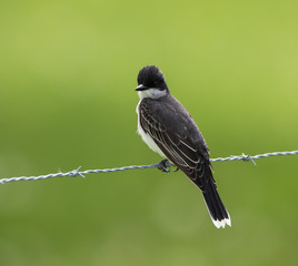 Eastern Kingbird on Green Background