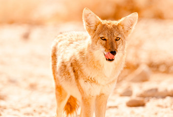 Coyote, Death Valley