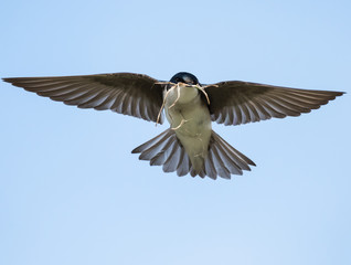 Tree Swallow in Flight
