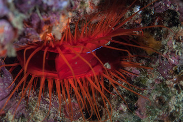Disco Clam Underwater