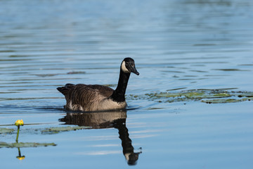 Canada Goose Swimming