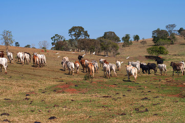 herd of cows and bulls leaving