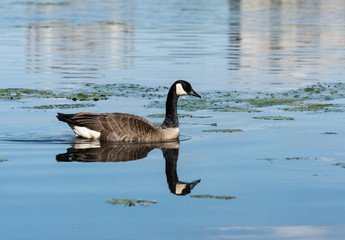 Canada Goose Swimming