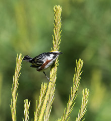 Chestnut-sided Warbler