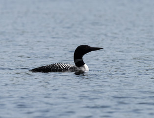 Common Loon Swimming