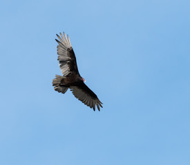 Turkey Vulture in Flight on Blue Sky
