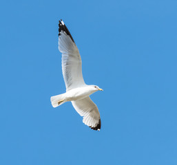 Ring-billed Gull in Flight on Blue Sky