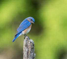 Male Eastern Bluebird 