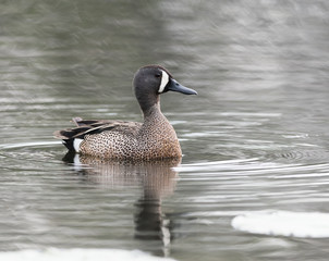 Male Blue-winged Teal Swimming