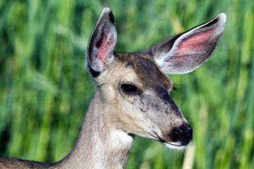 Close-up portrait of a Mule Deer, Bosque del Apache National Wildlife Refuge, New Mexico