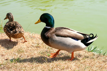 Two ducks close