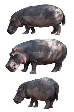 3 hippo isolated on white background