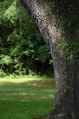 Vertical Oak Tree Framing a Grassy Area