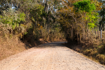 beatifull road on path of farm