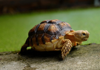 turtle