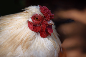 Pretty close of white hen on farm with blurred background