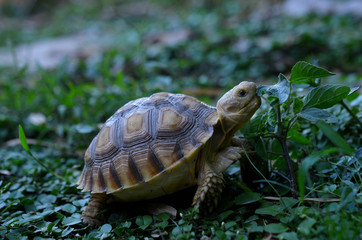 turtle