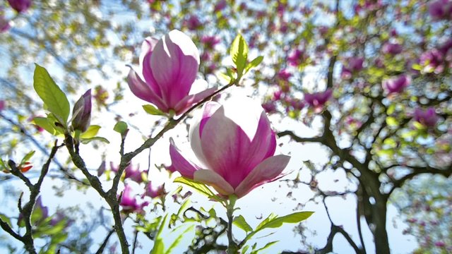 magnolia soulangeana