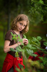 girl picking raspberries