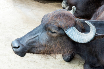 Sleeping buffalo