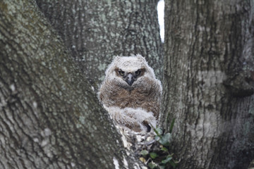 A baby owl waits in the nest for it's parents to come back with food.