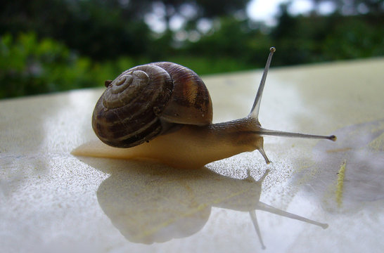 Closeup of a snail with reflection