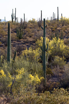 Giant Saguaro cacti and Palo Duro trees in spring bloom at Organ Pipe Cactus National Monument