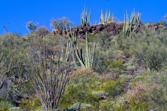 A hillside filled with cacti at Organ Pipe Cactus National Monument