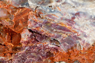 Fossilized Tree in Petrified Forest National Park in Arizona