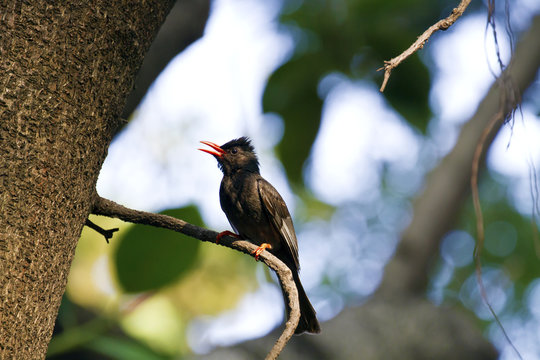 Black Bulbul,Hypsipetes Leucocephalus