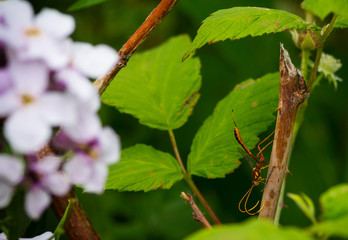 Brown insect on a raspberry cane