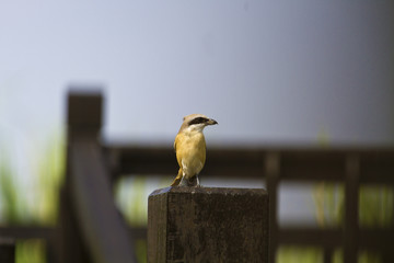 brown shrike,Lanius cristatus